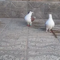 سه عدد رنگه ساده سرخ نر و ساده زرد نر بشرط|پرنده|تربتحیدریه, مسجد جامع|دیوار