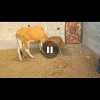 فروش گاو محلی با گوساله ماده