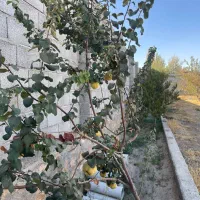باغ و ویلا|فروش خانه و ویلا|گوگان, |دیوار