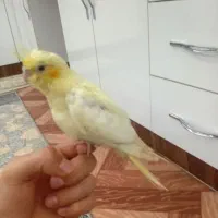 طوطی عروس هلندی نر رام با قفس|پرنده|اردبیل, |دیوار