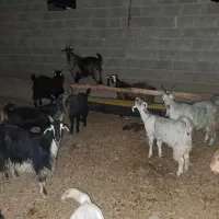 10 راس بز آبستن و 5 راس کولار  درجه یک