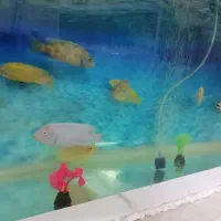 14عدد ماهی گوشتخوار|ماهی|یزد, |دیوار