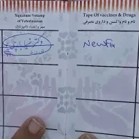 فروش جوجه شاه طوطی هلندی شناسنامه دار|پرنده|کیش, |دیوار