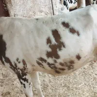 گاو و گوساله ماده