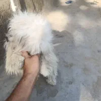 واگذاری پاکوتاه پشمالو شیتزو