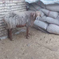 قوچ افغانی|حیوانات مزرعه|قزوین, |دیوار