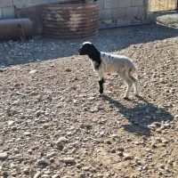 بره شیری ماده