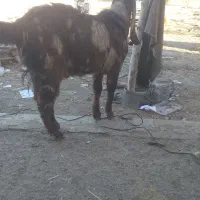 بزغاله پاکستانی ۱۰ ماهه سالم وسرحال