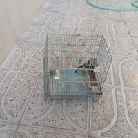 سهره سرسیاه|پرنده|سیدان, |دیوار