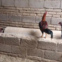 خروس لاری|پرنده|لیلان, |دیوار