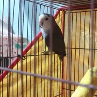 فروش یا معاوضه طوطی کوتوله نر|پرنده|بندرعباس, |دیوار