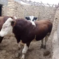 گوساله و گاو