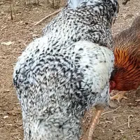 خروس