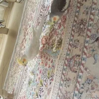 عروس هلندی هر دو نر|پرنده|قزوین, |دیوار