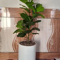 درختچه مصنوعی شکوفه با تنه طبیعی|گل مصنوعی|رامشیر, |دیوار