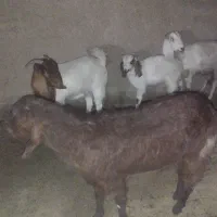 گوسفند فروشی|حیوانات مزرعه|سراوان, |دیوار