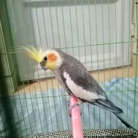 عروس هلندی|پرنده|آق قلا, |دیوار