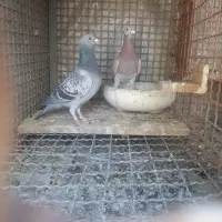 کبوتر مسافتی