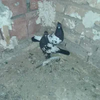 نر مایع سین سیاه