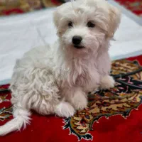 سگ شیتزو|سگ|شهر بابک, |دیوار