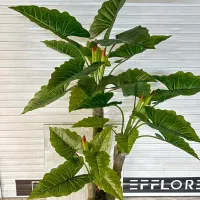 درختچه مصنوعی|گل مصنوعی|اهواز, گلستان|دیوار