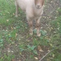 گوسفندنرقوچ وبره ماده|حیوانات مزرعه|ماکلوان, |دیوار