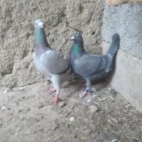 کفتر مسافتی