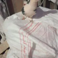 کبوتر|پرنده|ملایر, |دیوار