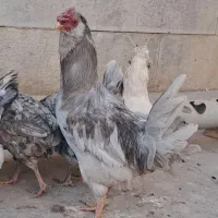 مرغ و خروس گلین و لری