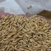 جو بذری