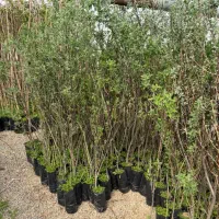 حراج درخت نهال میوه کیسه ای