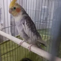 طوطی عروس سخنگو