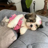 انوا.ع نژاد سگ های خانگی|سگ|شیراز, دانشکده دامپزشکی شیراز|دیوار