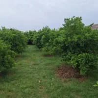 باغچه-برقدار-بن-جعفر