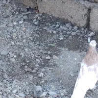 فروش یک جفت ماده زرد|پرنده|اشنویه, |دیوار