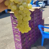 فروش حجره در میدان میوه و تره بار