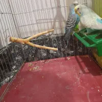 جفت مرغ عشق