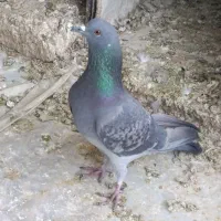 سلام دوستان عزیز ی جفت پلاکی فروش می رسد