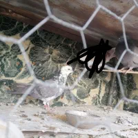 کبوتر شهرضا