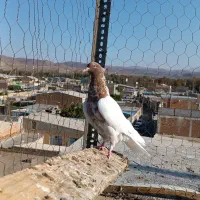 کفترای رنگی|پرنده|بناب, |دیوار