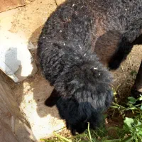 بره اصل ترکی ماده