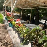 سویت های روزانه پارک سرچشمه