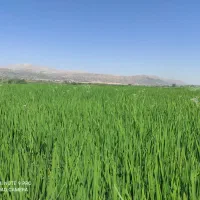 فروش برنج کامفیروزی به شرط پخت