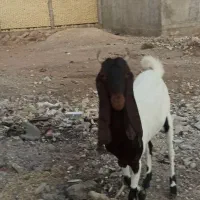 حیوانات مزرعه|حیوانات مزرعه|امیدیه, |دیوار