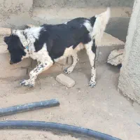 واگذاری سگ نگهبان|سگ|فلاورجان, |دیوار