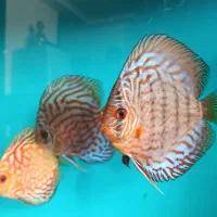 ماهی دیسکس|ماهی|قم, شاه سید علی|دیوار