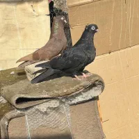 کفتر زاغ ابادانی|پرنده|کرج, حصارک پایین|دیوار