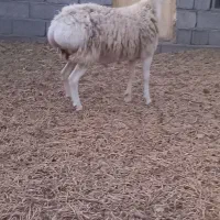 ۳۵،۰۰۰۰۰|حیوانات مزرعه|زهان, |دیوار