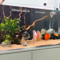 اکواریوم ۱۲۰-۵۰-۵۰