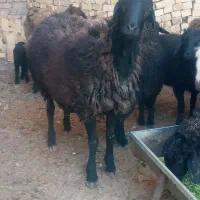 بره نر درجه یک